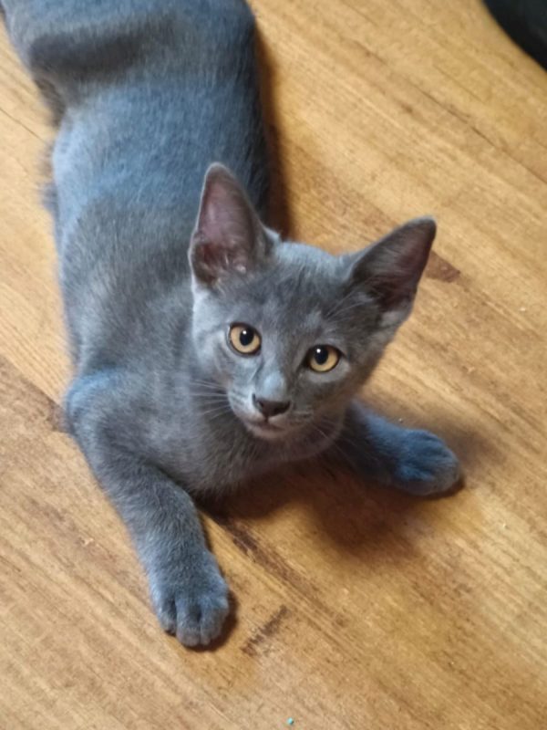 Nube - Chat à adopter - photo 3