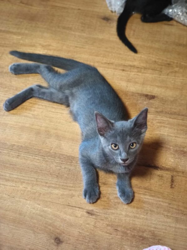 Nube - Chat à adopter - photo 5