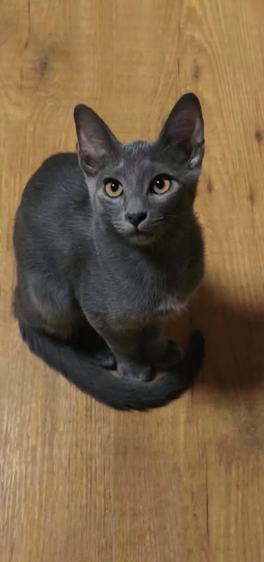 Nube - Chat à adopter