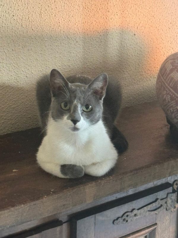 Elisa - Chat à adopter