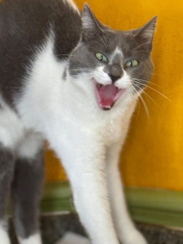 Elisa - Chat à adopter - photo 2