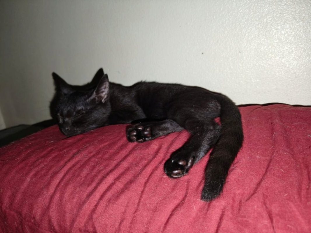 Nami - Chat à adopter - photo 4