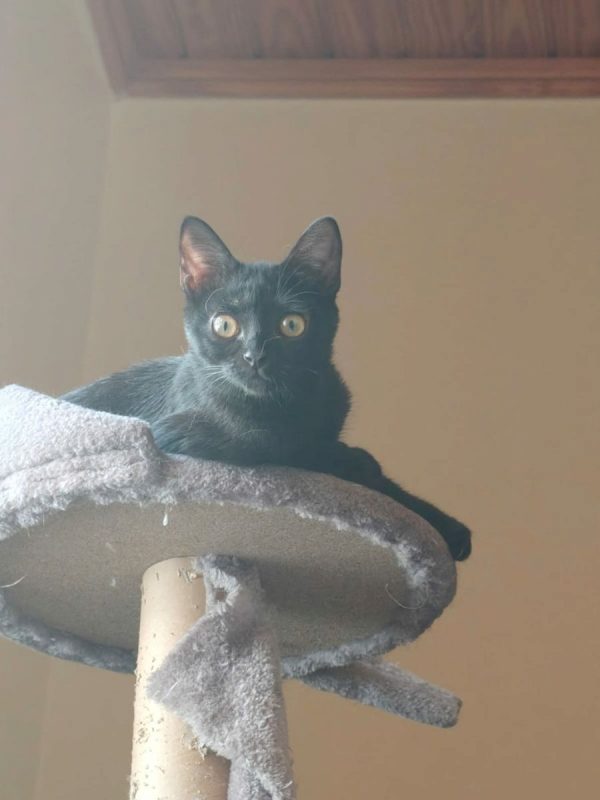 Nami - Chat à adopter - photo 8