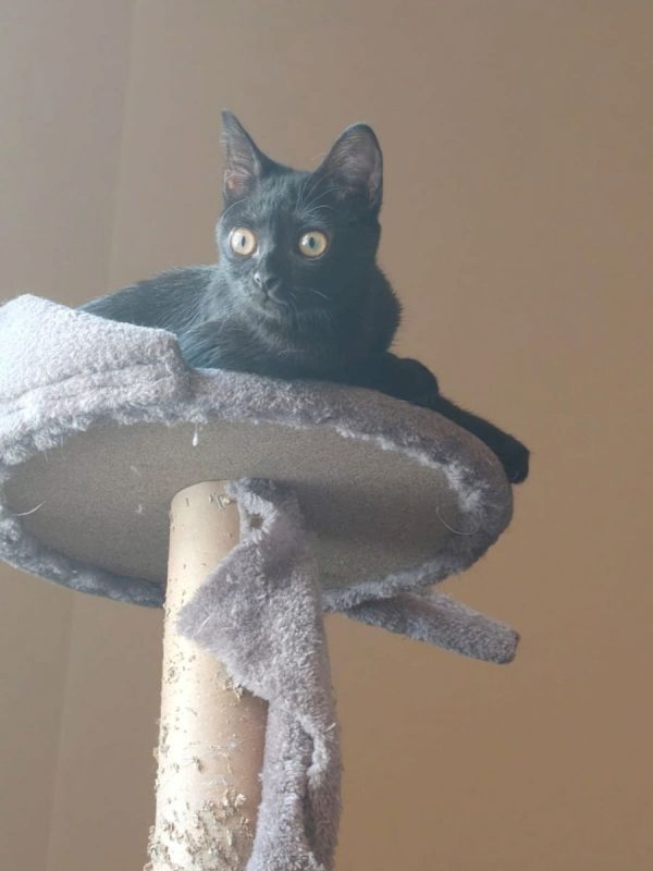 Nami - Chat à adopter - photo 2