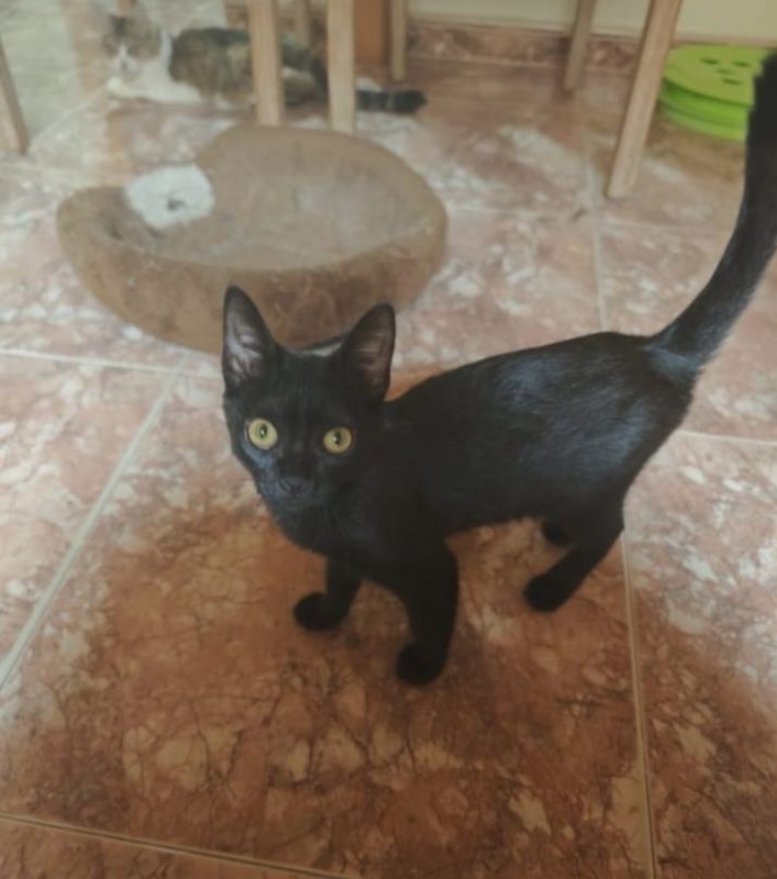Nami - Chat à adopter