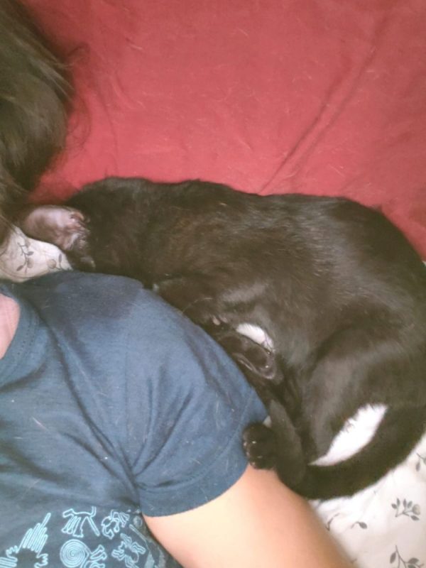 Nami - Chat à adopter - photo 6