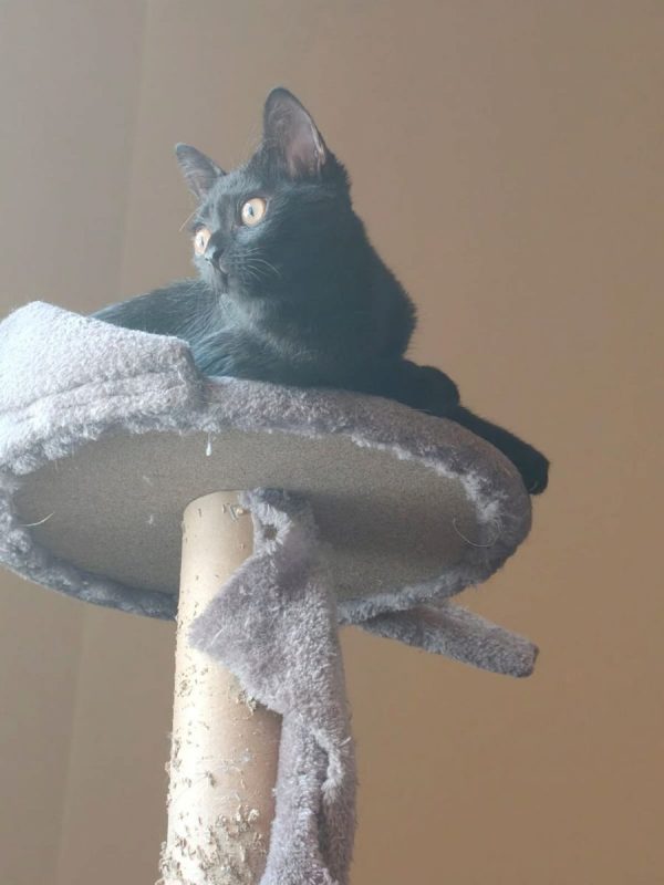 Nami - Chat à adopter - photo 3