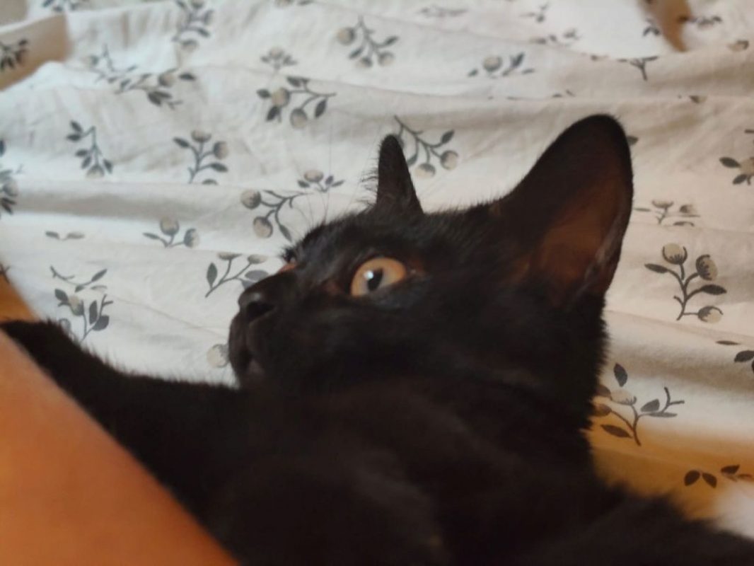 Nami - Chat à adopter - photo 5