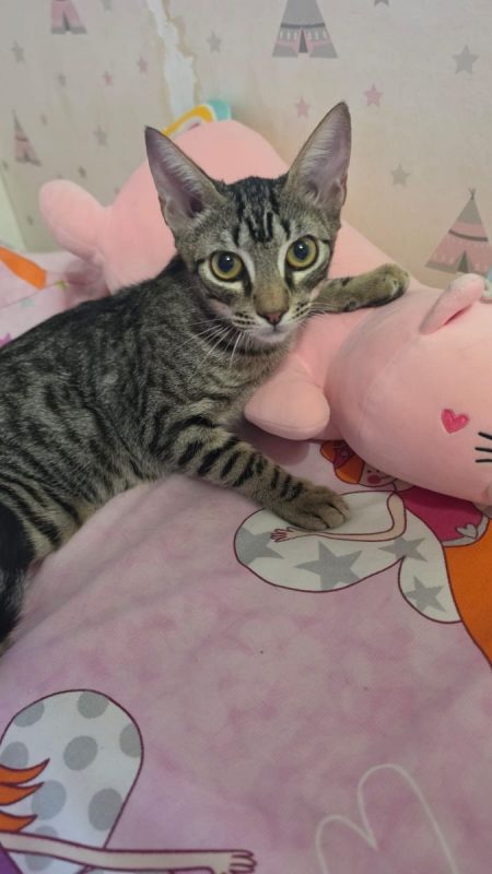 Loty - Chat à adopter