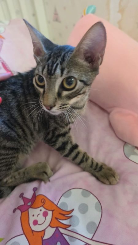 Loty - Chat à adopter - photo 5