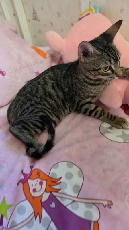 Loty - Chat à adopter - photo 7