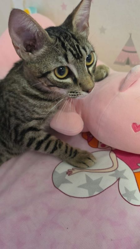 Loty - Chat à adopter - photo 2