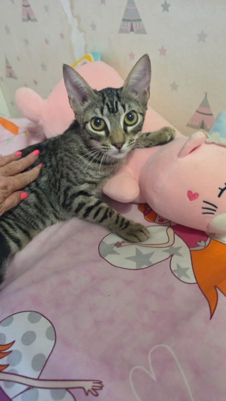 Loty - Chat à adopter - photo 6