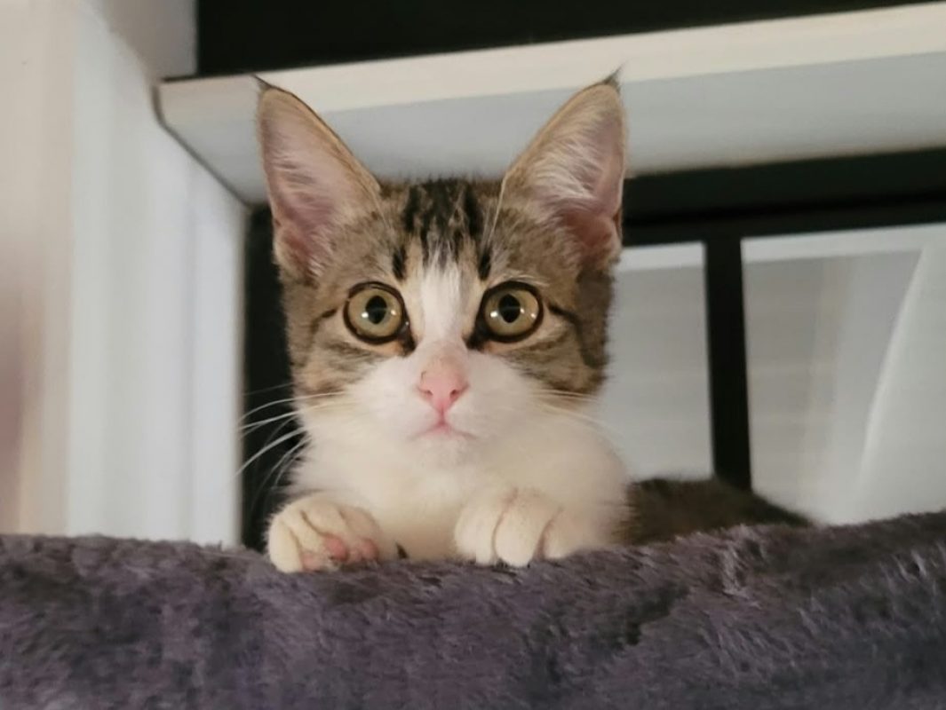 Syra - Chat Européen à adopter