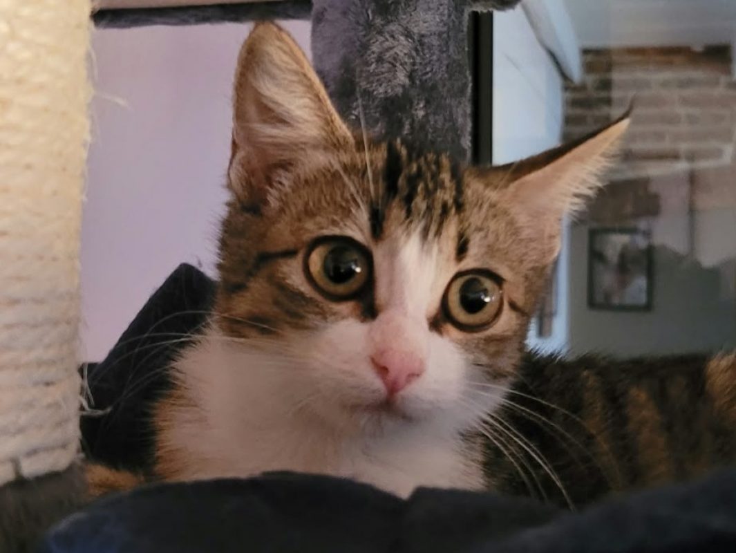 Syra - Chat Européen à adopter - photo 2