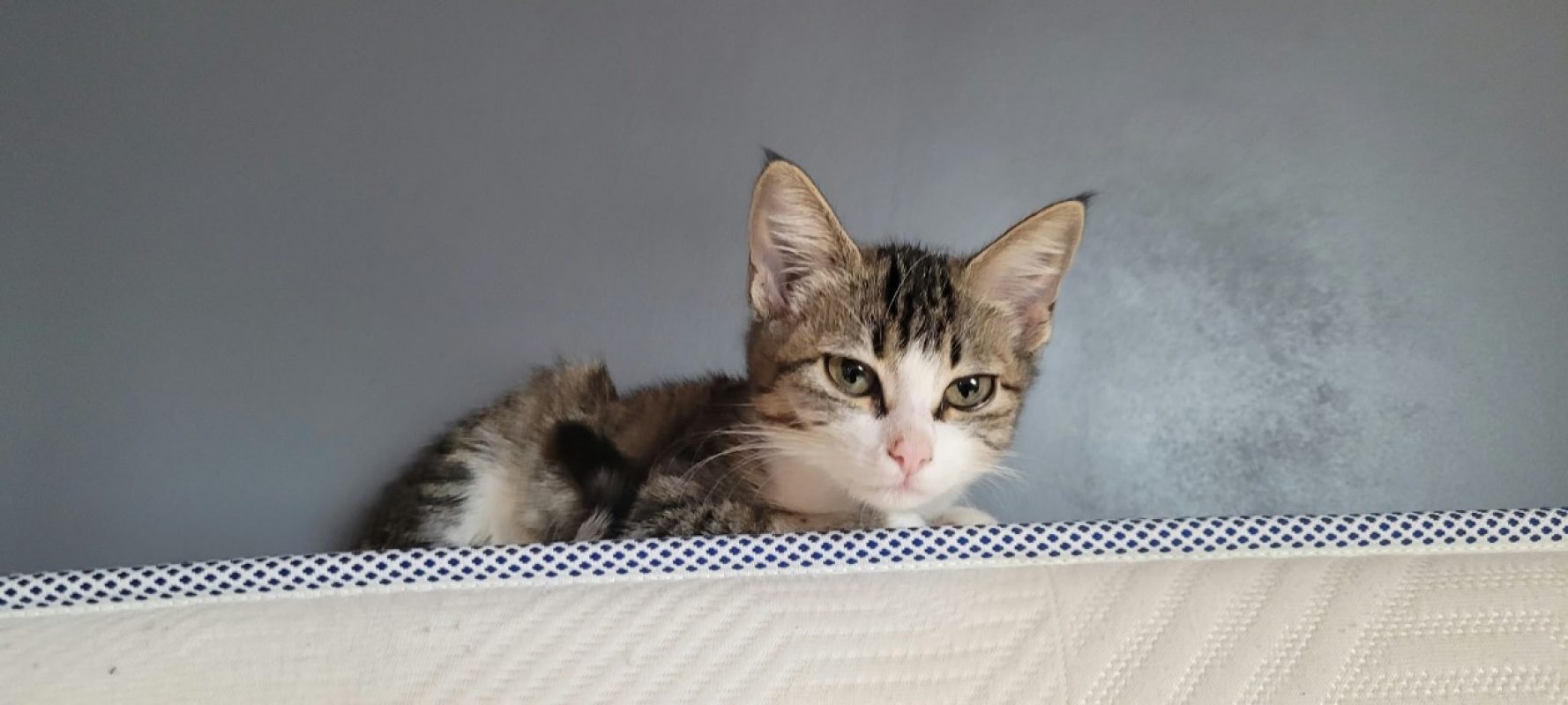 Syra - Chat Européen à adopter - photo 3