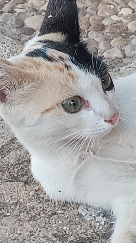 Natalia - Chat à adopter - photo 2