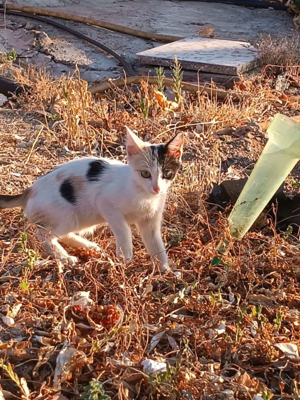Natalia - Chat à adopter - photo 3