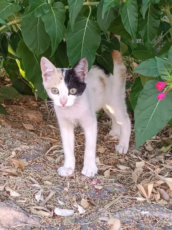 Natalia - Chat à adopter