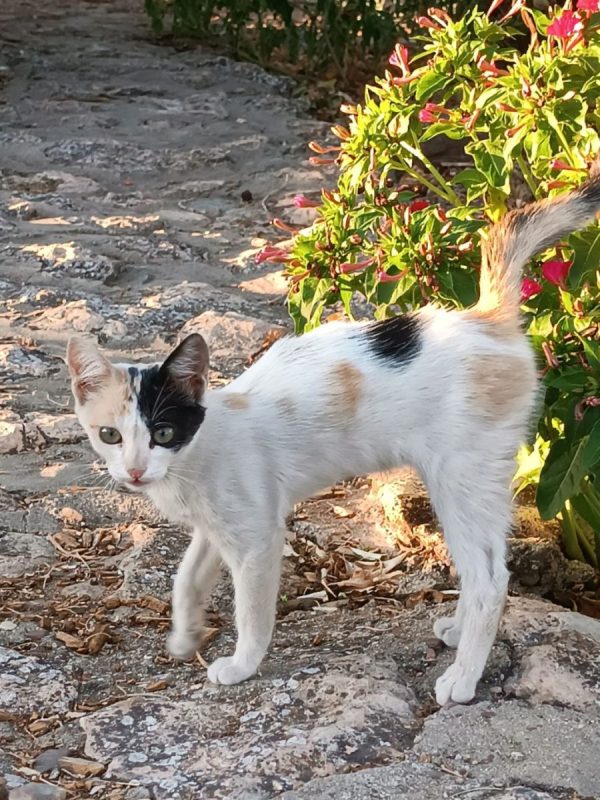 Natalia - Chat à adopter - photo 5