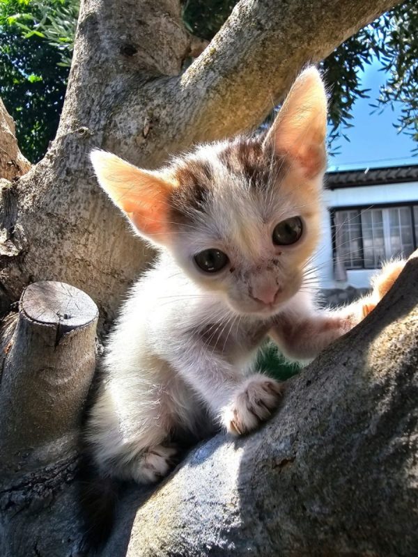 Nana - Chat à adopter