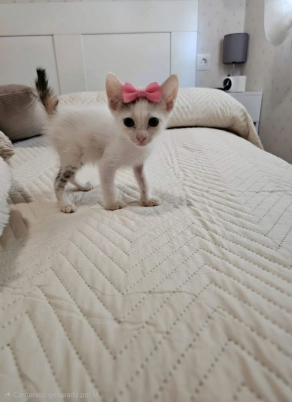 Nana - Chat à adopter - photo 8