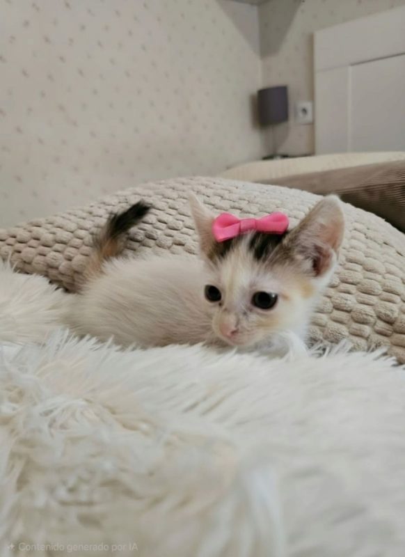Nana - Chat à adopter - photo 2