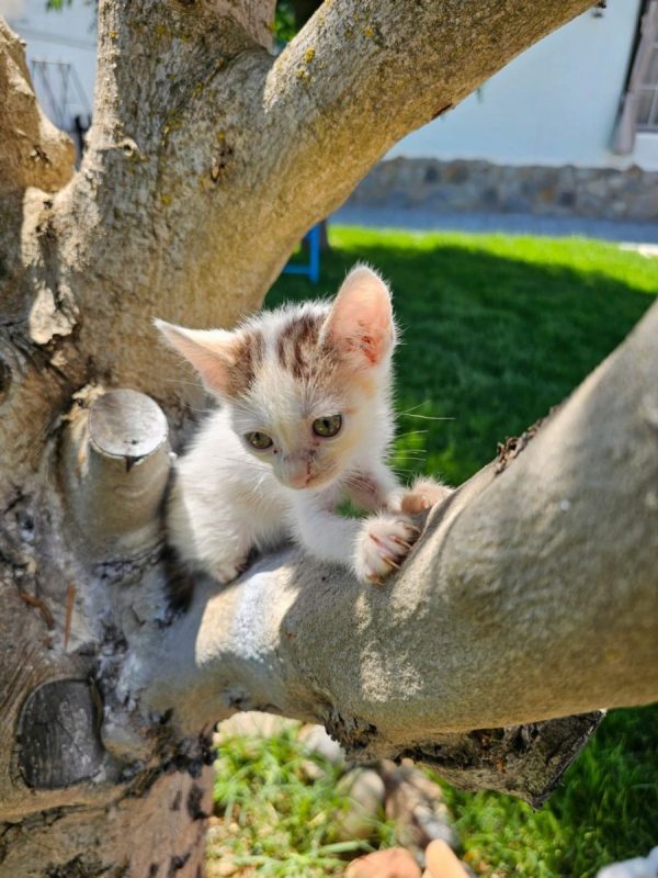 Nana - Chat à adopter - photo 7