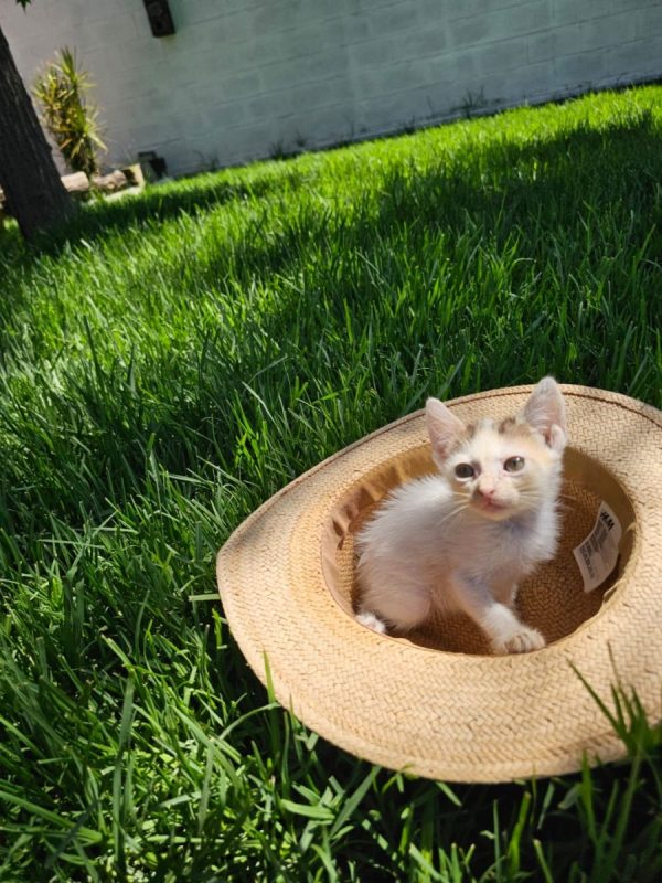 Nana - Chat à adopter - photo 5