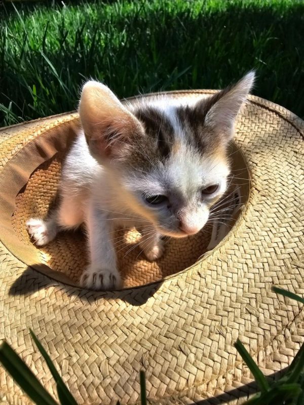 Nana - Chat à adopter - photo 4