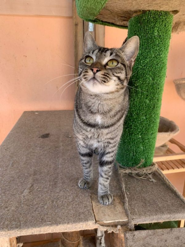 Ginny - Chat à adopter - photo 5
