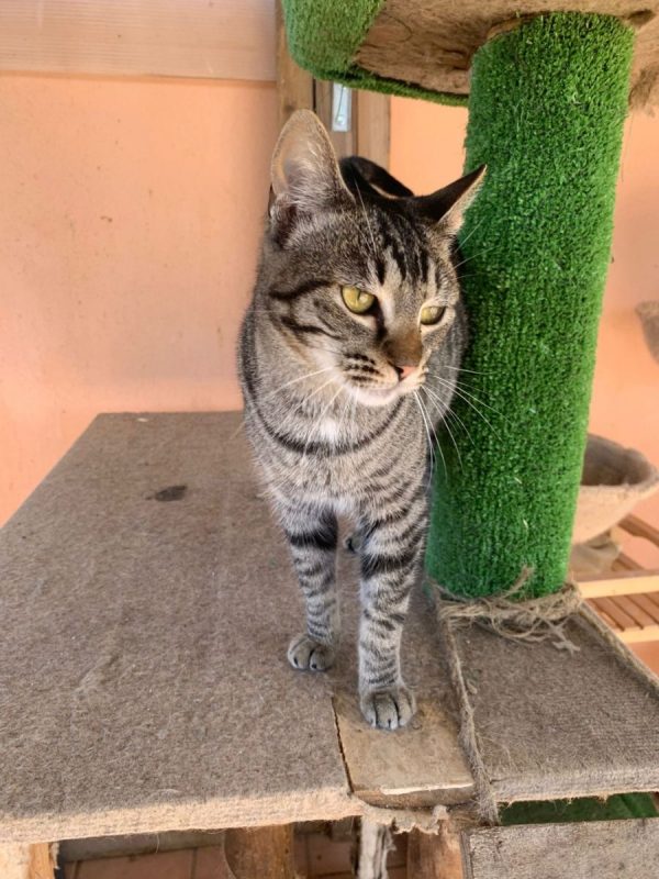 Ginny - Chat à adopter - photo 4