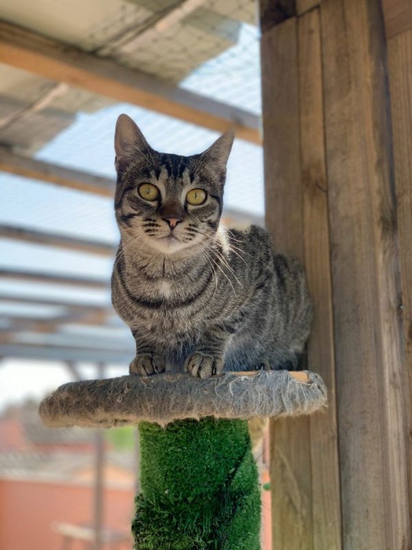 Ginny - Chat à adopter - photo 9