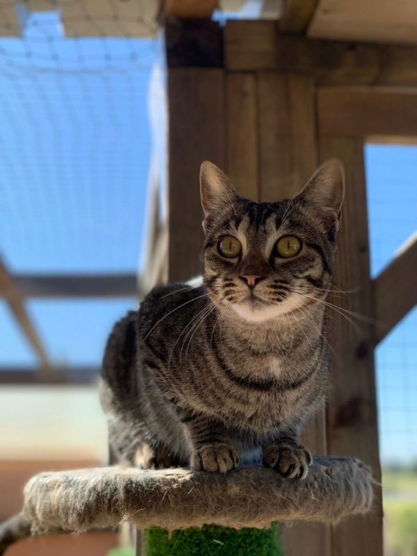 Ginny - Chat à adopter - photo 2
