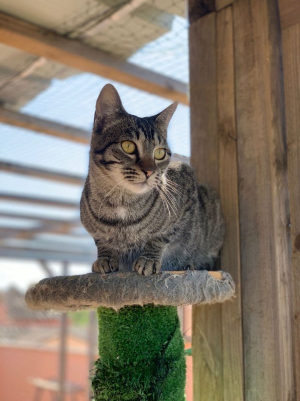Ginny - Chat à adopter - photo 10