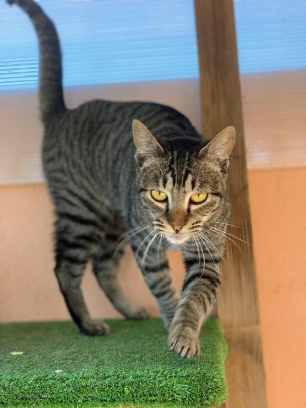 Ginny - Chat à adopter