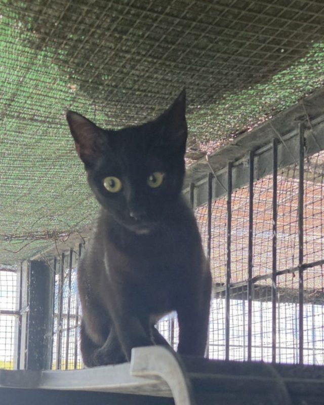 Onix - Chat à adopter - photo 5