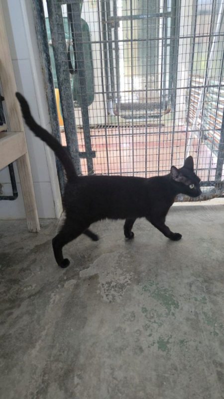 Onix - Chat à adopter - photo 7