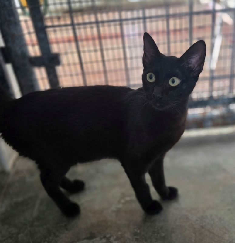 Onix - Chat à adopter - photo 3