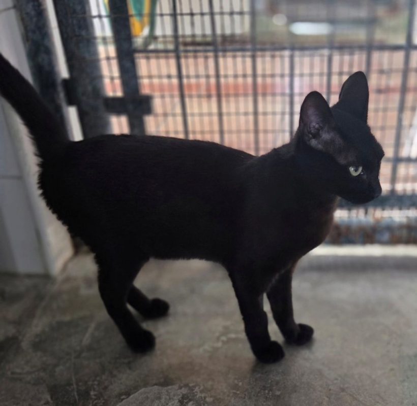 Onix - Chat à adopter - photo 2