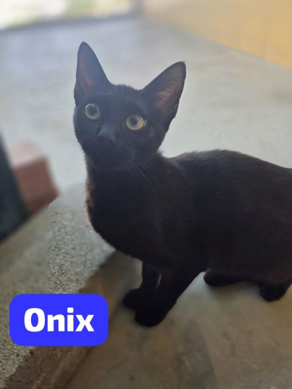 Onix - Chat à adopter