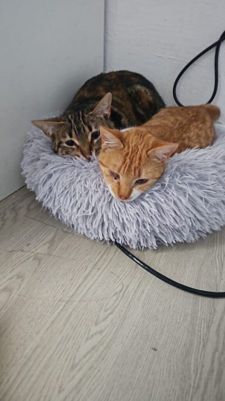 Elvira et Grace - Chat à adopter