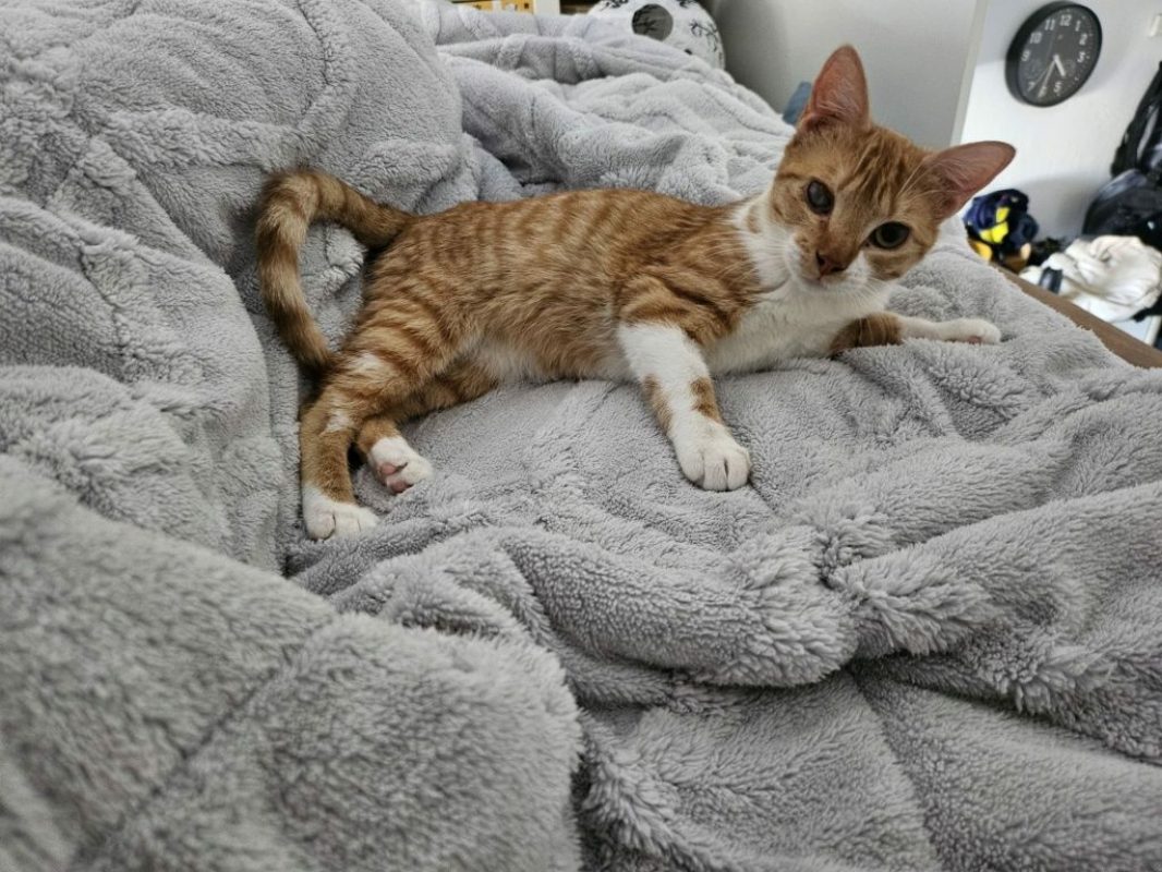 Elvira et Grace - Chat à adopter - photo 3