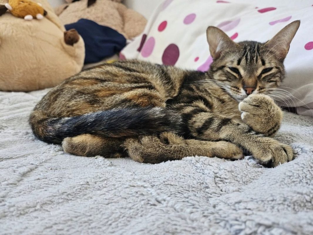 Elvira et Grace - Chat à adopter - photo 2