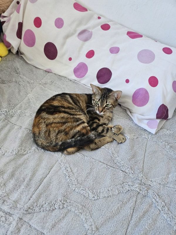 Elvira et Grace - Chat à adopter - photo 5