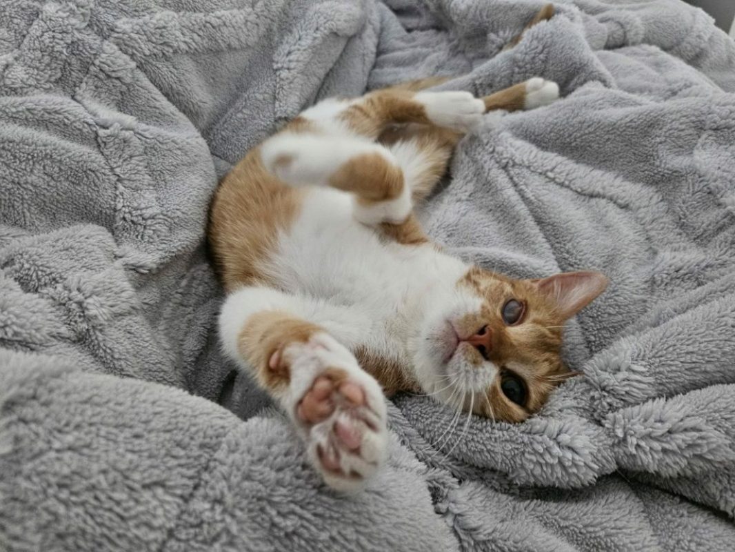 Elvira et Grace - Chat à adopter - photo 4