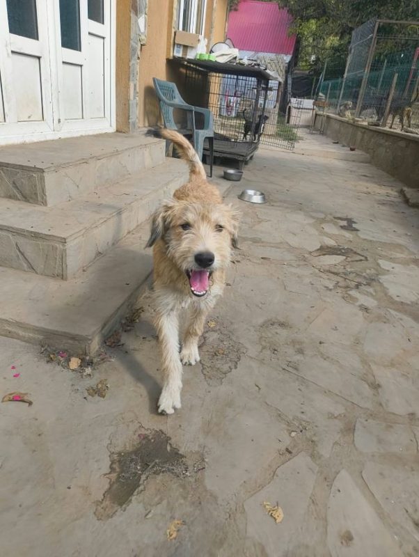 Salma - Chien à adopter - photo 4