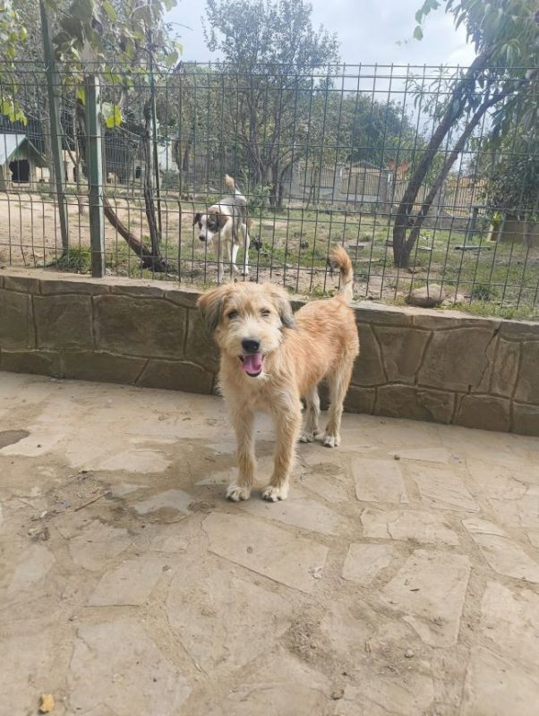 Salma - Chien à adopter