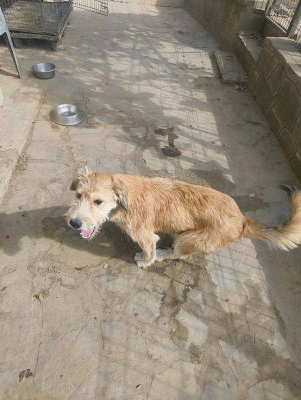 Salma - Chien à adopter - photo 5