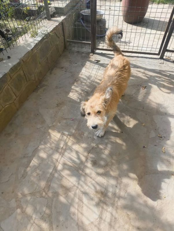 Salma - Chien à adopter - photo 3